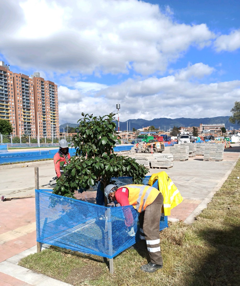 idubogota's tweet photo. 🍃 #ComponenteForestal Continuamos realizando el mantenimiento del 🌳arbolado de la obra #AvGuayacanes, fertilizando sus bases para así garantizar su supervivencia en el lugar de siembra. 🌳 https://t.co/hLl7622tFF