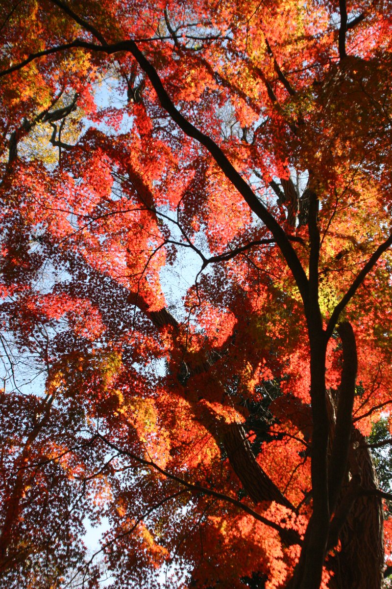 紅葉前線 暮らしの中の歳時記 暮らし歳時記