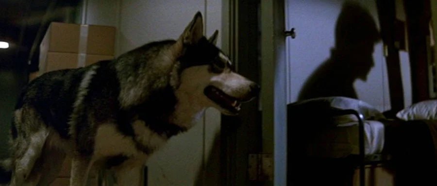 A husky waits outside a room; a man in silhouette inside