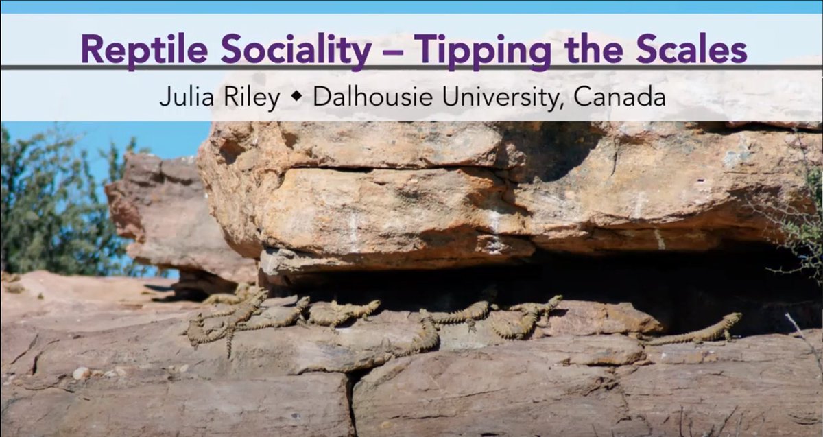 AnimBehav's tweet photo. This week's #ASSAB2020 plenary talk is with Dr. Julia Riley (@jr4science). In it she talks about #sociality in #reptiles.
Check it out:
https://t.co/P53RUTrRLJ
#animalbehaviour #plenary #behaviouralecology https://t.co/9jP62yAVuf