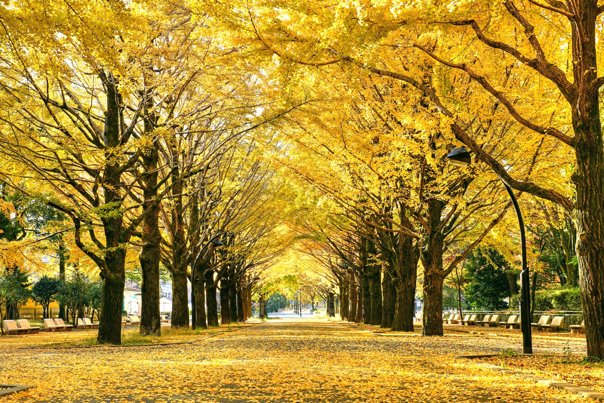 東京都練馬区 広聴広報課です 区公式ホームページ 壁紙ダウンロード に この秋撮影した紅葉の写真を追加しました パソコン スマートフォンの壁紙や ウェブ会議 オンライン飲み会などで活用いただけるバーチャル背景となっています ぜひご利用