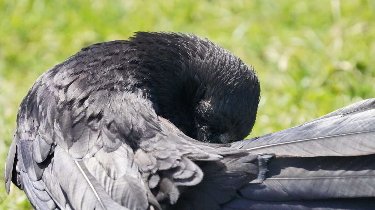 and another runner up for "i don't want to"