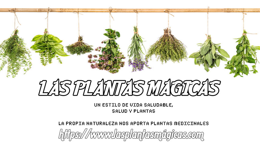 ovnispain's tweet photo. Podéis seguir a este perfil sobre plantas @Plantasconpoder #plantasmedicinales #plantasmagicas #plantas #plantasconpoder #plantascurativas #Salud # https://t.co/g67Dj6Td3A