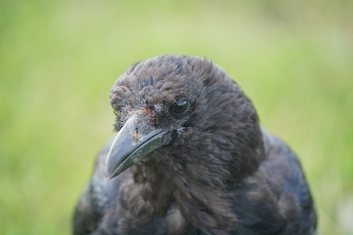 here's a bonus crow, just because i love this photo