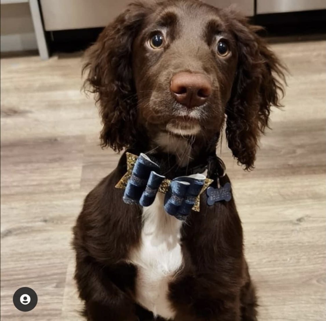 BaileySprocker's tweet photo. Pls share pals - urgent - missing puppy #spaniel #liverspaniel #missingspaniel #JudyWoods #Bradford #WestYorkshire https://t.co/ByNtjST49x