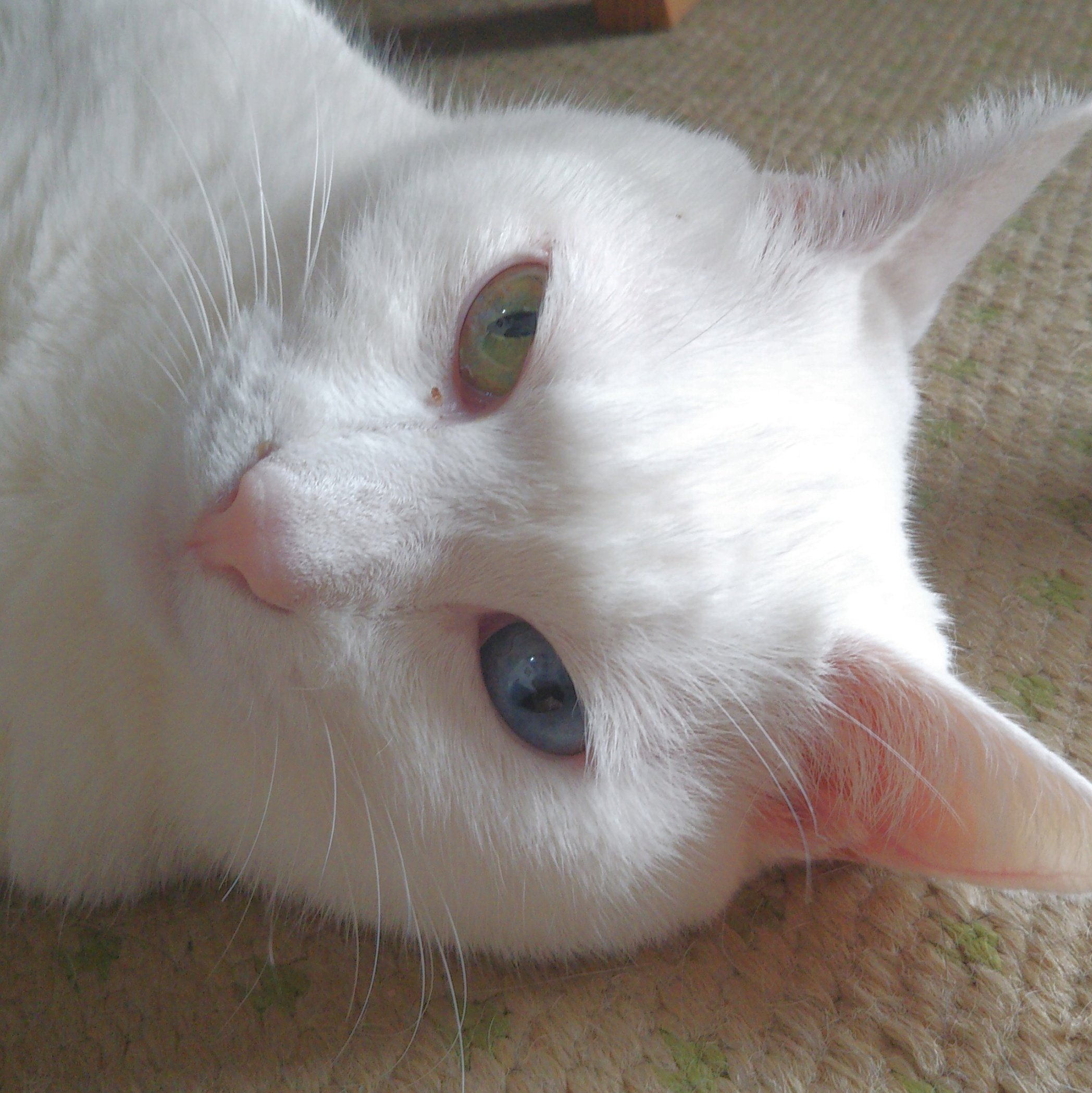 オッドアイの白猫ユキ Oddeyekitty Twitter