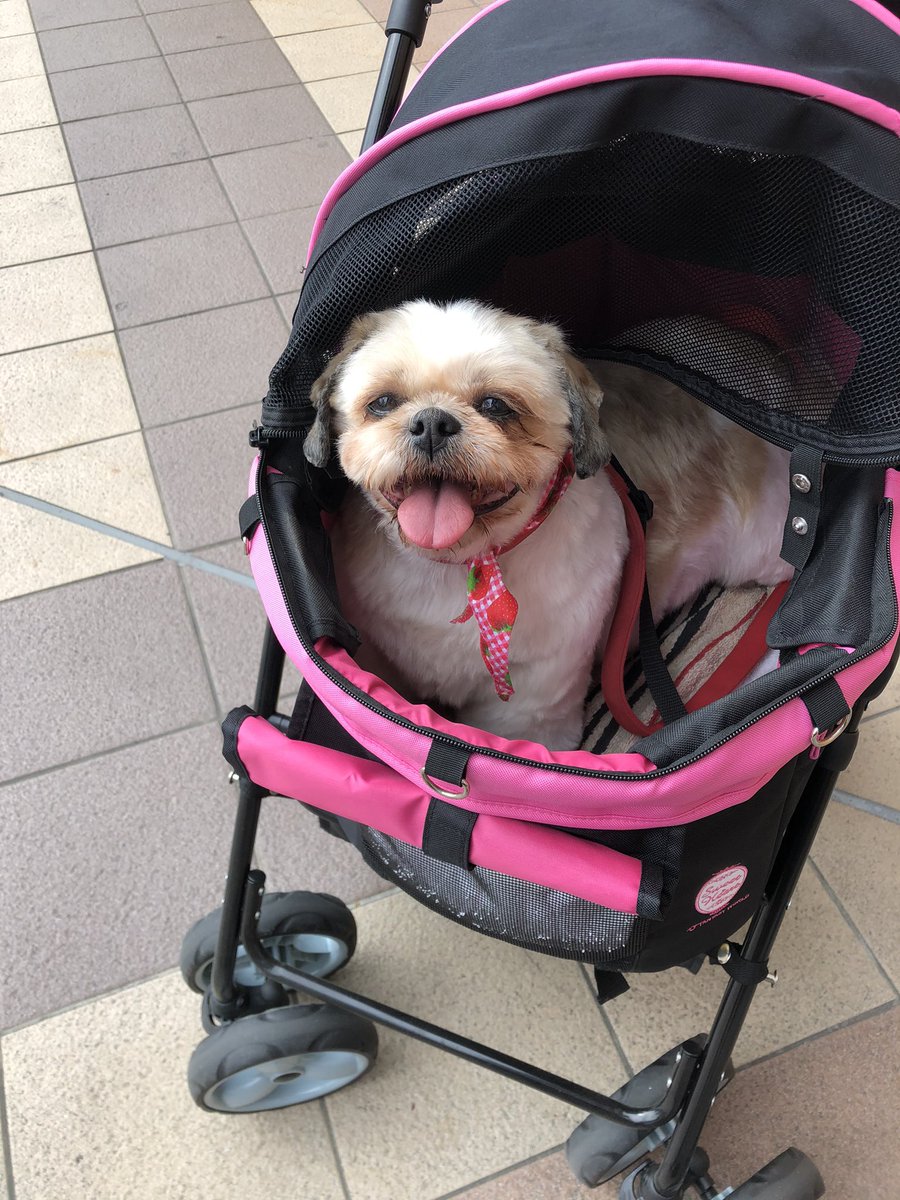 久しぶりにツイート😆

愛犬シーズーのシーの犬用カート🛒です