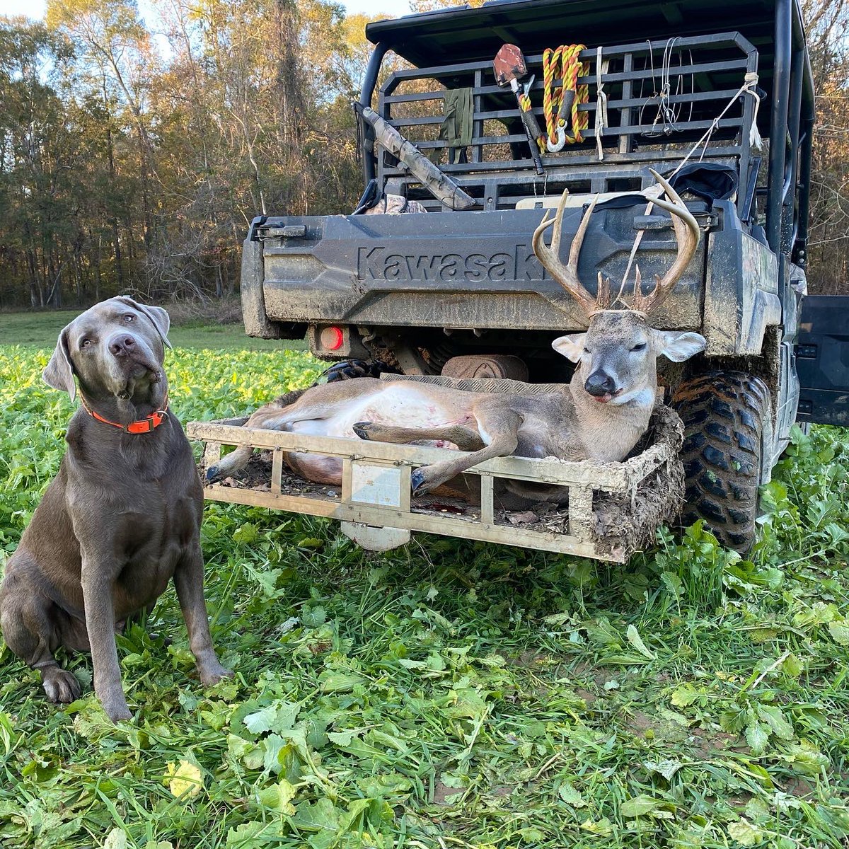 realbenmcdonald's tweet photo. I love to hunt but guiding is the next best thing....we knocked down some good ones this past week....even #JeterTheSilverLab approves! #CantStopAMule @KawasakiUSA @Realtree #RealtreeLife #GuideLife #WhatGetsYouOutdoors #OwnTheOutdoors #BuffaloOaks https://t.co/anEeEMVVos
