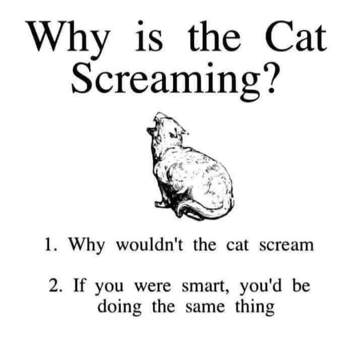 The cat knows all