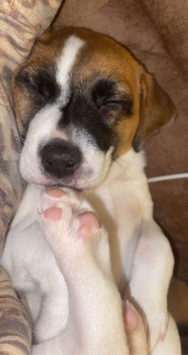 Jake___Long's tweet photo. Snoozin 😴😴 https://t.co/qjqSUUmRRC