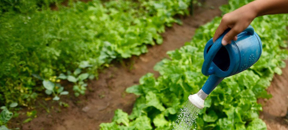 Contribution of life in soil ‘remains largely underestimated’, says UN agriculture agency; bit.ly/3mTr4jJ: #UN; #ClimateCange; #SoilOrganisms; #FAO; #BiologicalDiversity; #SoilBiodiversity; #SDGs