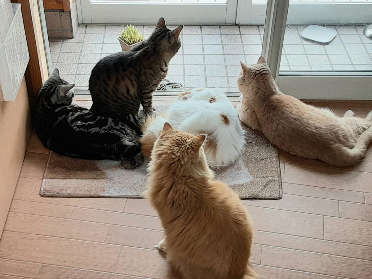 猫カフェちぐら على تويتر 今日の猫カフェちぐら 3密ですよ 玄関ばかりで申し訳ありません 新潟 猫 猫カフェ 猫カフェちぐら على تويتر 今日の猫カフェちぐら 3密ですよ 玄関ばかりで申し訳ありません 新潟 猫 猫カフェ