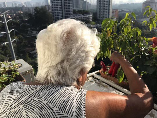 TheNobilo's tweet image. Hoping it won’t rain tomorrow as Mum is putting her chilies out to keep the rain away.  It’s worked for 15 years so let’s hope for the same tomorrow for the annual Nobilo Foundation golf tournament to raise funds for kids at Christmas. #thanksmum #norain