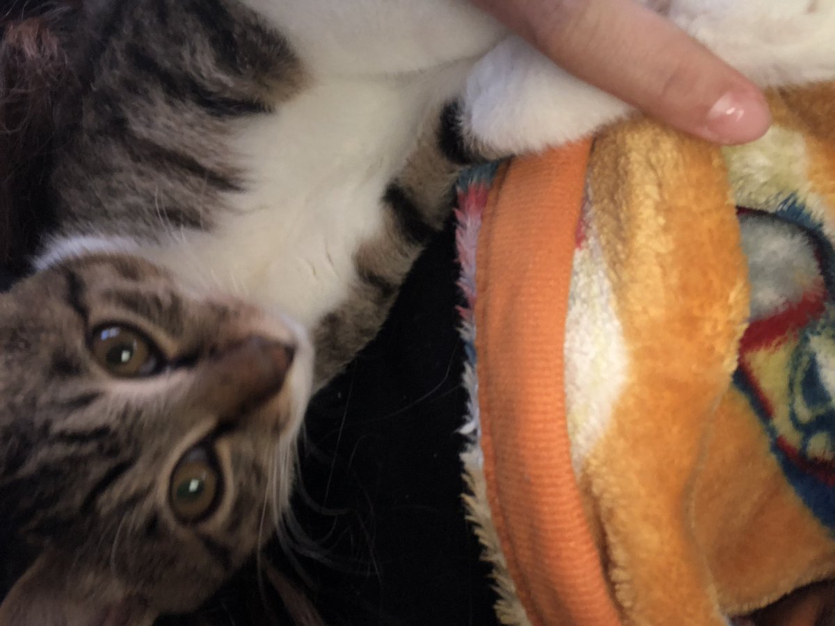 7h8YtXPwBTgcuKn's tweet photo. 探してます。

飼い猫が､5日の夜に
家から出ていってしまい
帰ってこなくなりました。

首輪もつけてません。
しっぽの先っちょが
白いです。

新潟市西蒲区巻

見かけた､保護された方などは
ご連絡してください。
よろしくお願いいたします🙇‍♀️

#西蒲区巻
#迷い猫
#オス猫
#キジトラ https://t.co/Cosedw5C9V