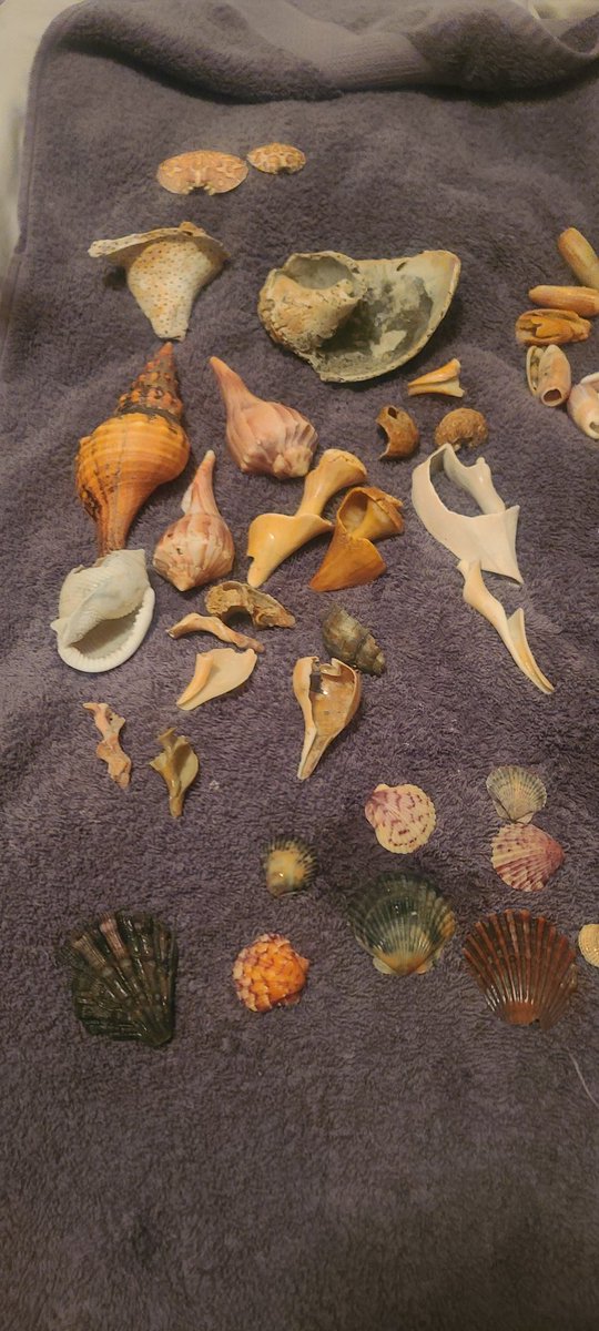 nurseshell19's tweet photo. Beach finds https://t.co/FkTWjTCus8