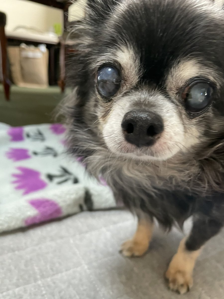 元保護犬今過保護犬 Twitter Search 元保護犬今過保護犬 Twitter Search