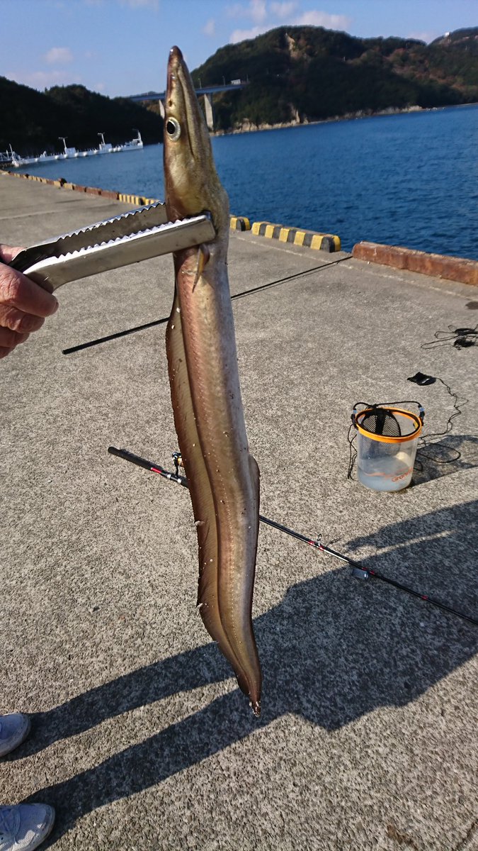 まじぇこ 鳴門サビキ調査 こんなん釣れたよ 徳島釣り サビキ釣り