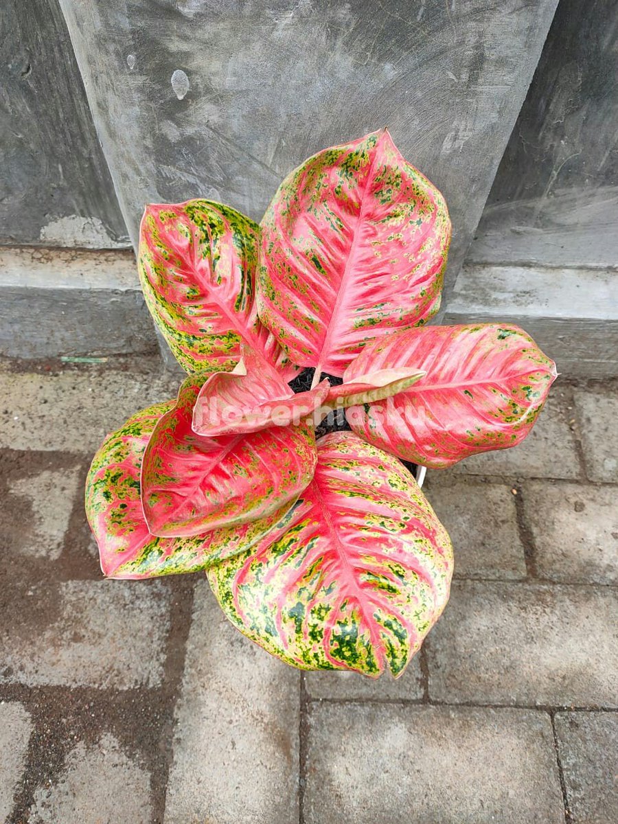 hiasku's tweet photo. Mejeng igap !

Neng Wulandari

#aglonemaindonesia https://t.co/YwfKfSkoff