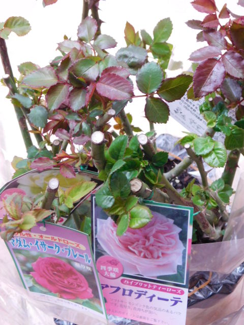 薔薇苗 Twitter Search 薔薇苗 Twitter Search