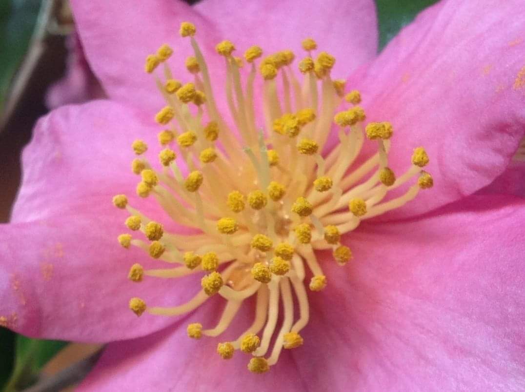 Haikake's tweet photo. サザンかの花開く

畑で咲いていれば、しっかりと見ることが出来ないが、室内で咲くとゆっくり、じっくり観察出来ます。 https://t.co/dJTPzVfjAZ