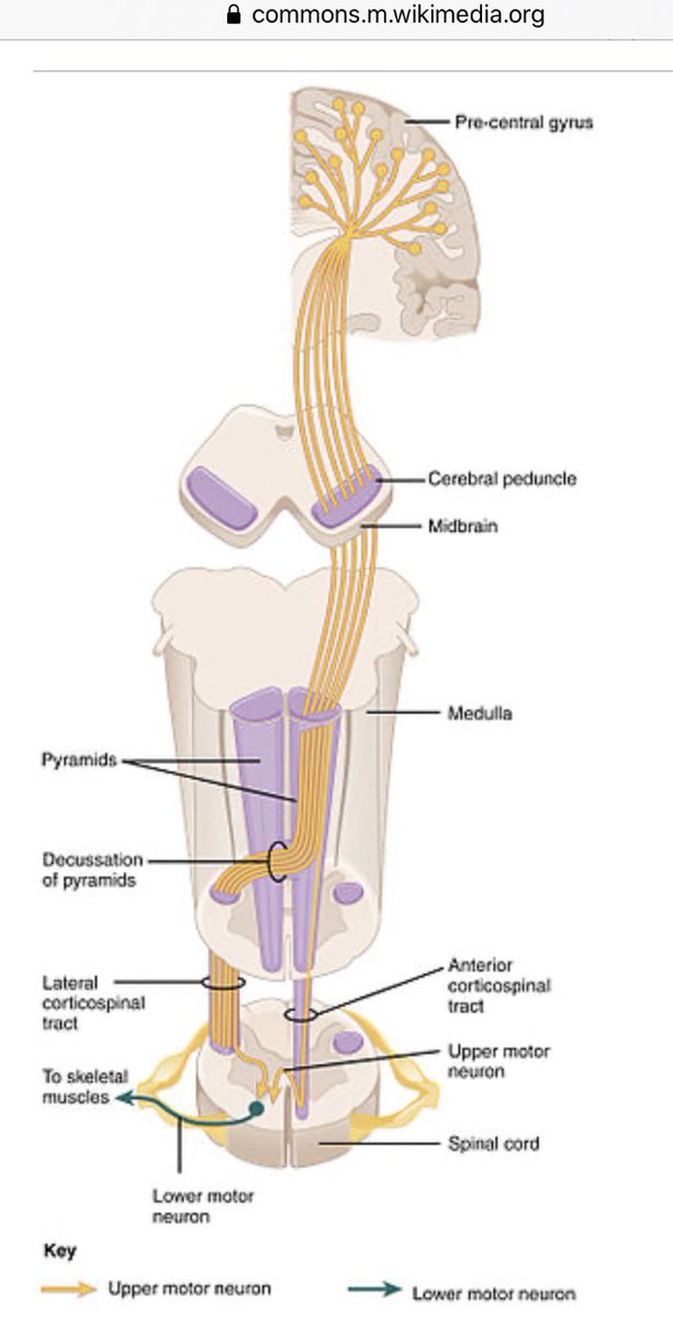 Then your brain made your legs move.Basal ganglia . Pre-frontal motor cortexthru internal capsule, brainstem , corticospinal tract.Alpha-motor neuronthru spinal root and nerve to neuromuscular junction.Acetylcholine+=Actin + myosin shorten. ATP releases.3/