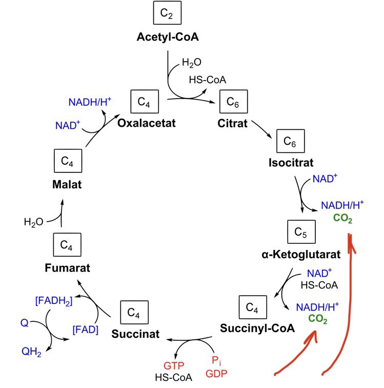 And the Kreb’s cycle has a little byproduct that the body likes to keep in a very exact range: CO2.8/