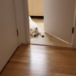 床にわんちゃんの敷物が落ちている!床にべっとり