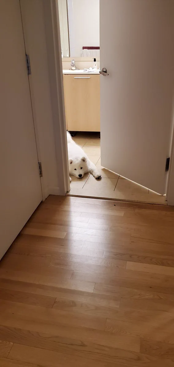 床にわんちゃんの敷物が落ちている！床にべっとり