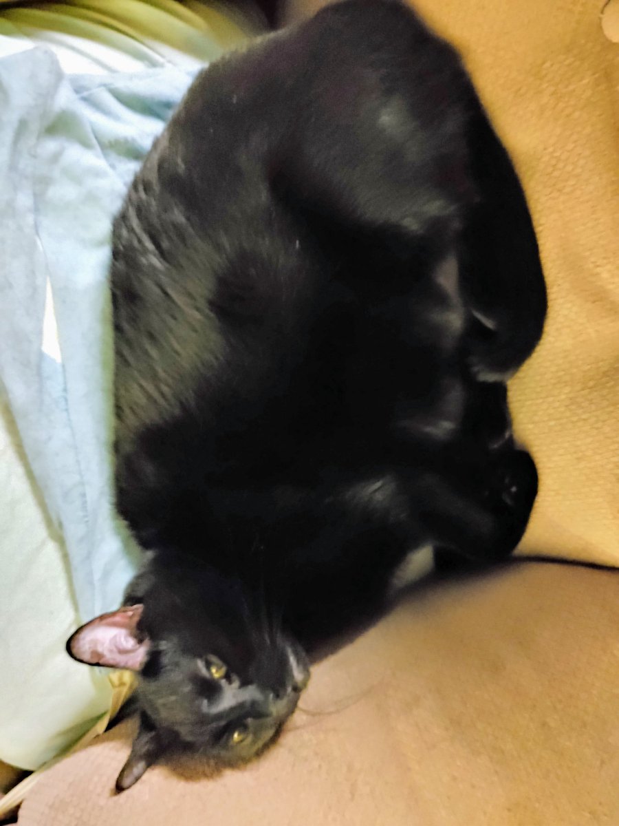 LadyMissCarly's tweet photo. Trying to enhance on a #blackcat is hard but I hope her little "tucked-in" leggies shows up. Miss Miki often hates being photographed HOWEVER she looks so cute I can't help it. 
#CatsOfTwitter #CatsOfTexas #CatsOfAustin #BlackCatsRule https://t.co/d1JzkyqAaI