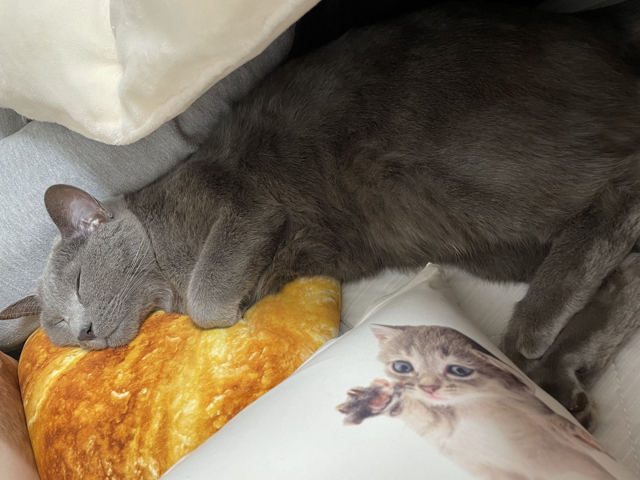 Hi Cat いいねたくさんありがとうございます 毎日川の字になって猫がベッドの真ん中を占領している我が家です 笑 布団捲ってみたところも載せさせていただきますね 夜トイレとかで布団をでても朝にはこの位置にいるので戻ってきて お布団にはいっている