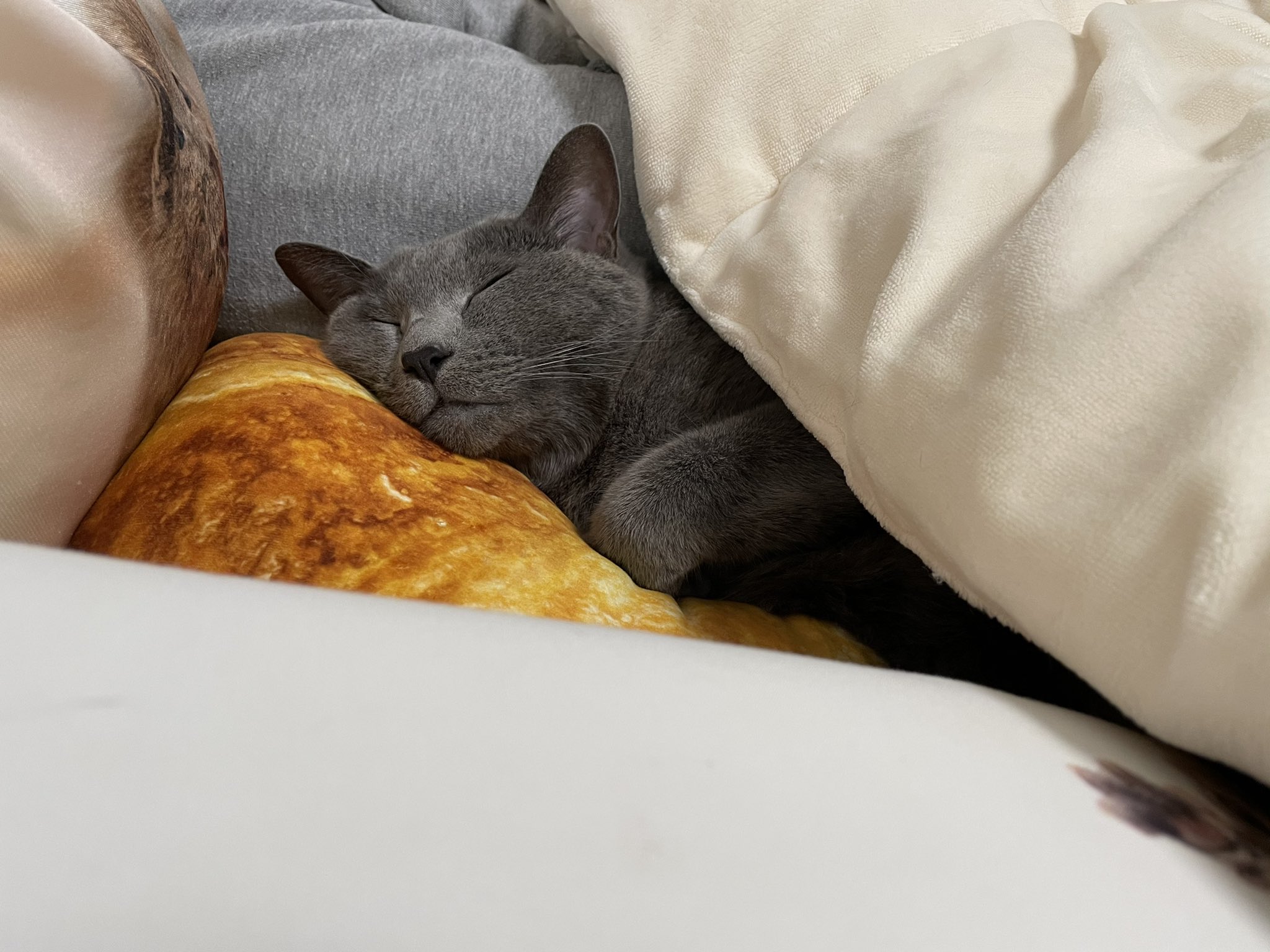 Hi Cat いいねたくさんありがとうございます 毎日川の字になって猫がベッドの真ん中を占領している我が家です 笑 布団捲ってみたところも載せさせていただきますね 夜トイレとかで布団をでても朝にはこの位置にいるので戻ってきて お布団にはいっている