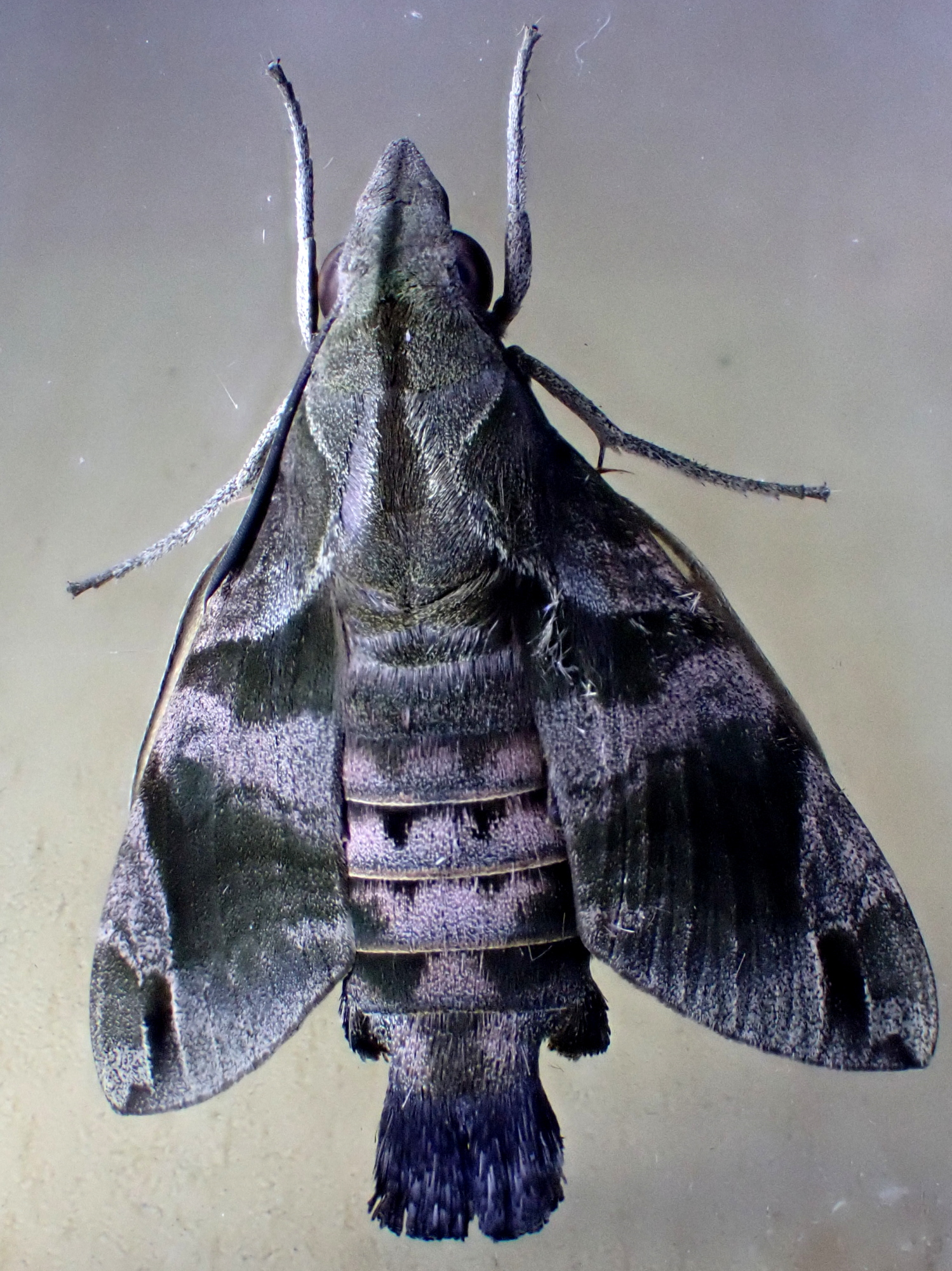 ミャンマー虫 Macroglossum Sitiene 6 Dec Aungchanthar Thanlyin 夜に羽化しました クロオビホウジャクだと思います ヤエヤマアオキ Morinda Citrifolia が食樹で 今も幼虫や卵が見つけられます T Co Ezogkahyuc Twitter