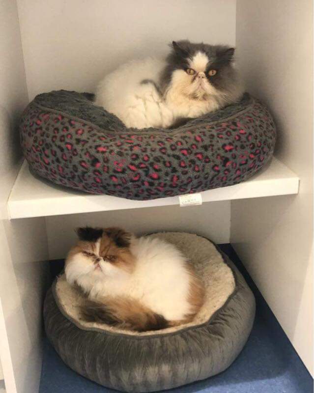 rburt4cats's tweet photo. Look at these 2 #persian beauties at SALLY'S CAT RESCUE, #Cornwall, #uk 🇬🇧🇬🇧🇬🇧
https://t.co/EEIb2qiKV3 https://t.co/gYasAlz3lx