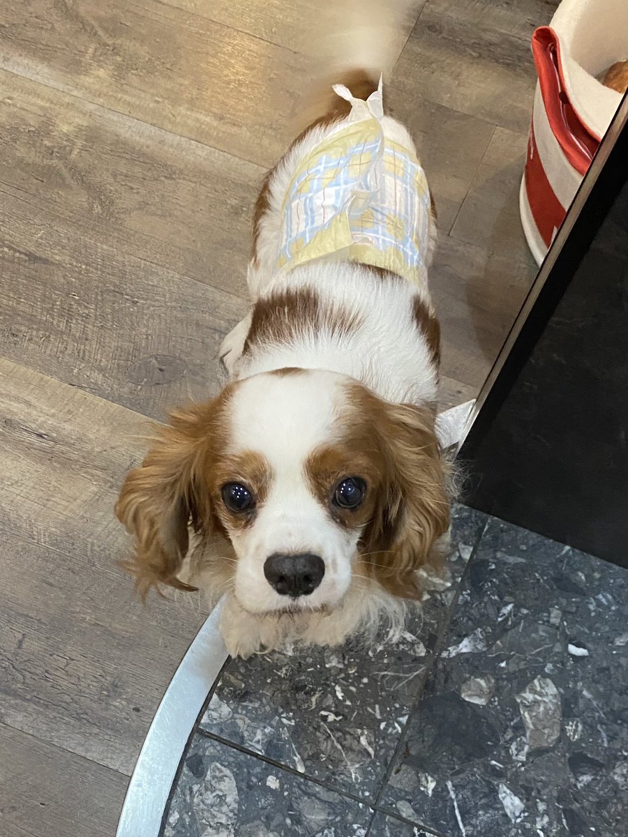 保護犬カフェ 鶴橋店 Auf Twitter 里親様募集中 金太郎 キャバリア 男の子 8歳 甘えんぼの金太郎 被り物付けても気にせず のんびーり過ごしてくれてます 保護犬カフェ鶴橋店 保護犬 里親募集中 キャバリアキングチャールズスパニエル キャバリア 犬 保護犬カフェ 鶴橋店 Auf Twitter 里親様募集中 金太郎 キャバリア 男の子 8歳 甘えんぼの金太郎 被り物付けても気にせず のんびーり過ごしてくれてます 保護犬カフェ鶴橋店 保護犬 里親募集中 キャバリアキングチャールズスパニエル キャバリア 犬