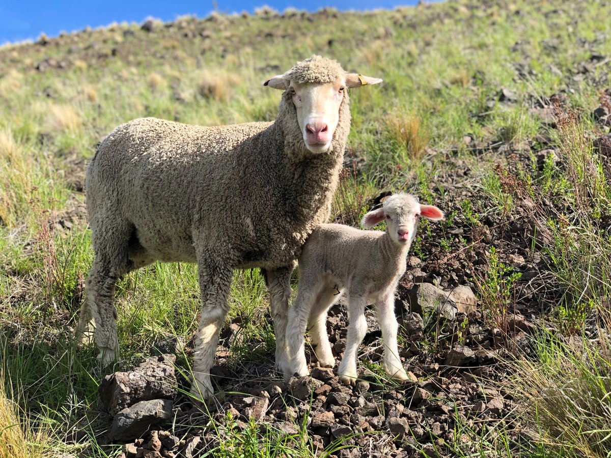 An Update from Susan,
Owner of Middlehurst Station.
"We are in the middle of lambing! Our ewes prefer to have their lambs in seclusion where privacy is paramount. Once the lambs are a week old they’re into playing and socialising especially once the heat of day has gone."