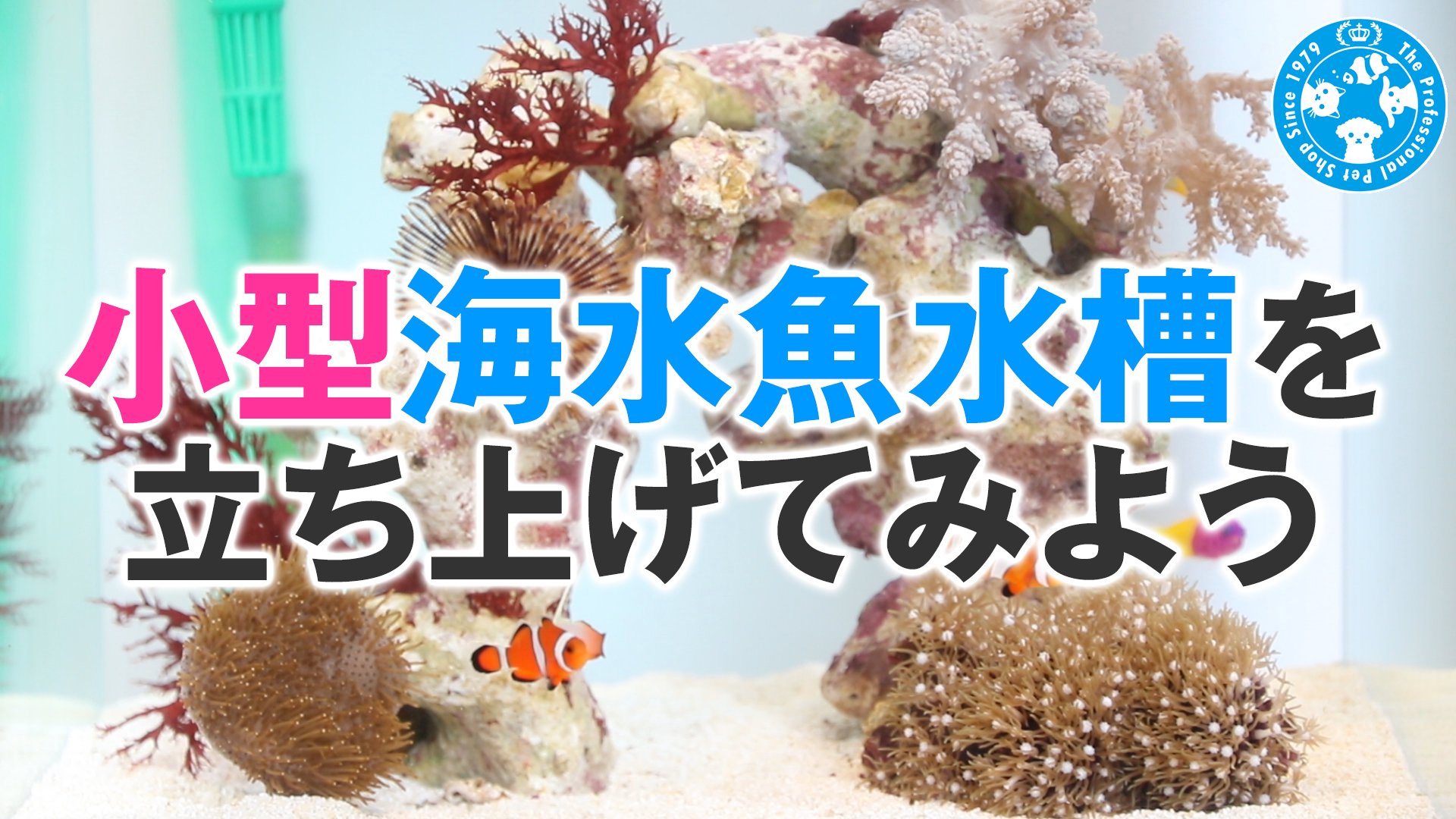 チャーム公式 海水水槽って難しそう 何揃えればいいんだろう W そんな悩みを抱える方にぜひ見て欲しい 30ｃｍキューブの海水水槽立ち上げ動画がupされました 動画はこちら T Co Nad9aaiadu かわいい海水魚も出てきますぞ