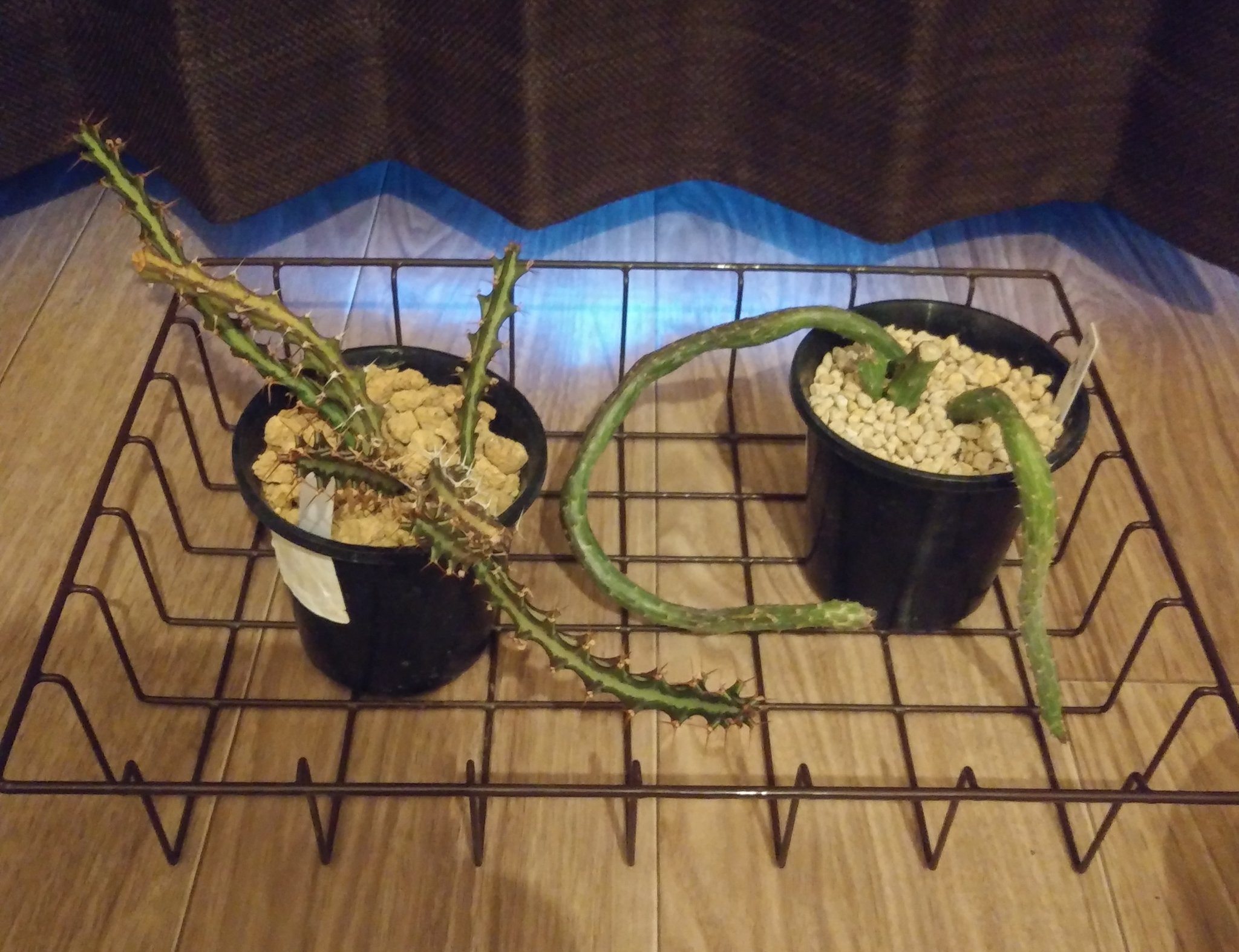 みっく V Twitter 初鷹もチョキチョキ 植える向きを考えて 上下を間違えないように並べ しばらく乾かします だいぶ短くなりました 乾燥後 一寸ポットに植えます ここからまた長く伸びていくのが楽しみです 多肉植物 ユーフォルビア クンチー