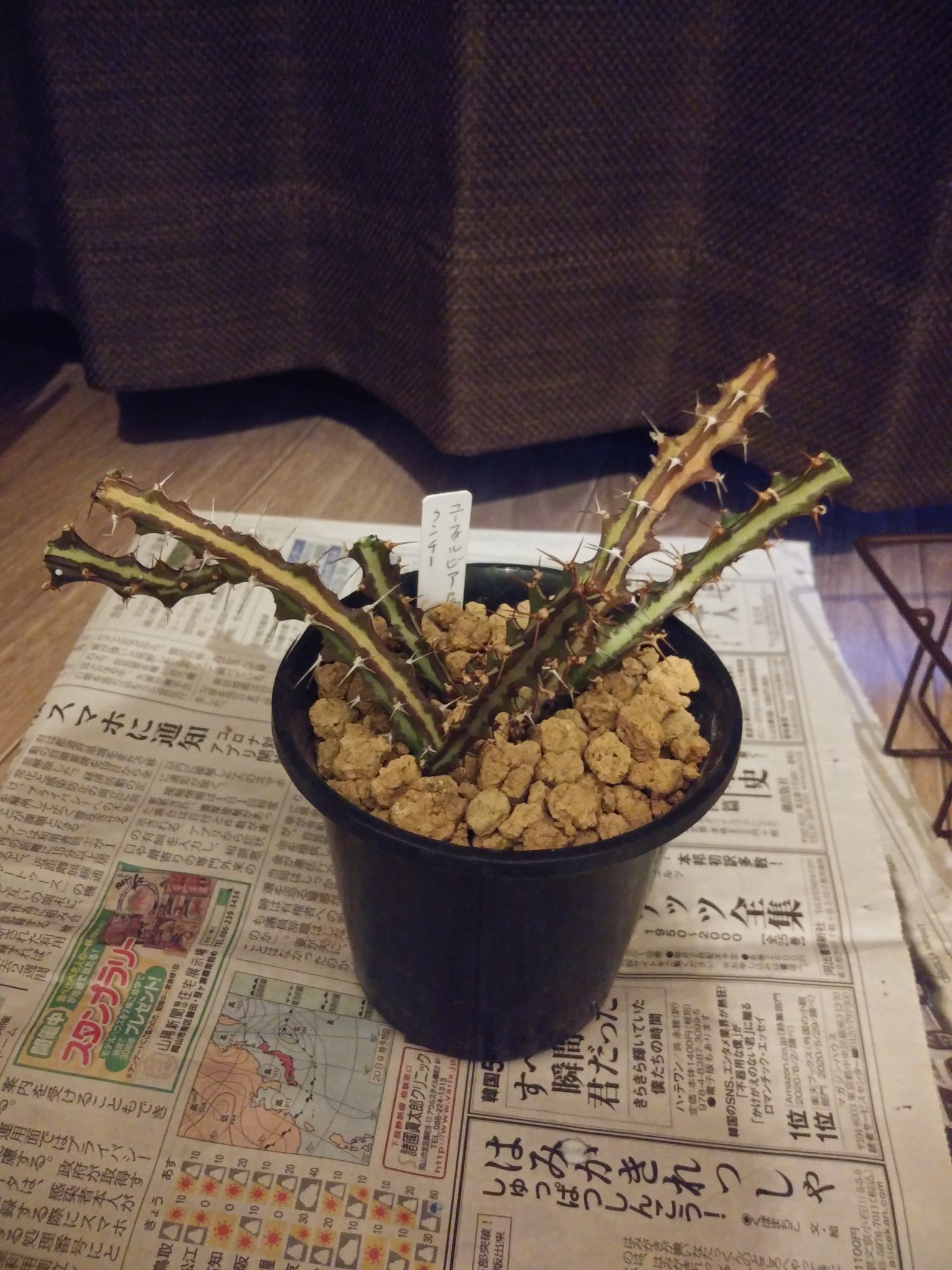 みっく V Twitter 初鷹もチョキチョキ 植える向きを考えて 上下を間違えないように並べ しばらく乾かします だいぶ短くなりました 乾燥後 一寸ポットに植えます ここからまた長く伸びていくのが楽しみです 多肉植物 ユーフォルビア クンチー