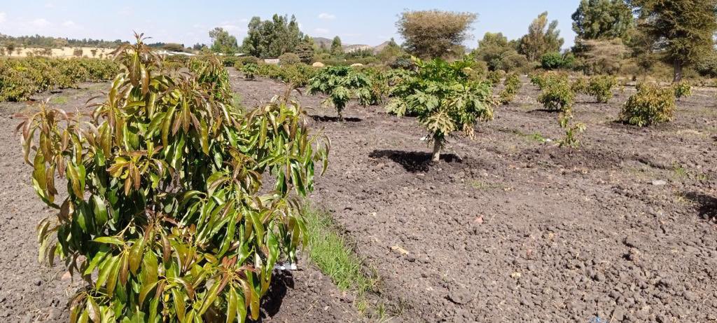 AbiyAhmedAli's tweet photo. The avocado and banana seedlings we planted as part of last year’s #GreenLegacy initiative are progressing well. No doubt that as a nation of citizens committed to development, what we plant will bear fruit and what we sow, we will reap.

#EthiopiaPrevails https://t.co/l1VdSj1rPY