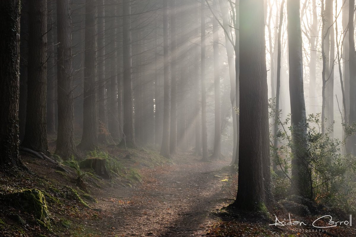 The sun splitting the trees on a foggy morning in Warrenpoint. #fsprintmonday #WexMondays #Sharemondays2020