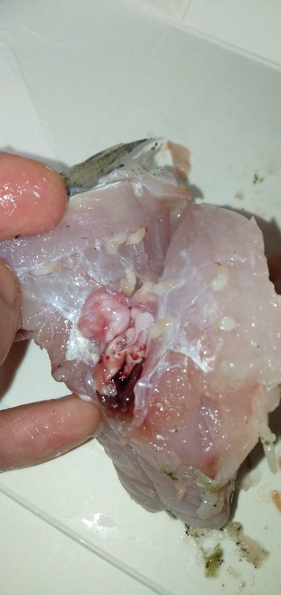 Rikyu 鱈を捌いていたら寄生虫が カツオによくいるテンタクラリアと思いきや 違う種類のニベリニアみたいです 加熱するし食べても害はないようですが 沢山蠢いているのはなかなか 生き物って面白い ニベリニア 寄生虫 Rikyu 鱈を捌いていたら寄生虫が カツオによくいるテンタクラリアと思いきや 違う種類のニベリニアみたいです 加熱するし食べても害はないようですが 沢山蠢いているのはなかなか 生き物って面白い ニベリニア 寄生虫
