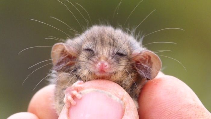Conservationists have found a little pygmy possum (Cercartetus lepidus) on Kangaroo Island for the first time since January's bushfires. 

More than 20 other wildlife species have also been found. ❤

abc.net.au/news/2020-12-0…

📸: Ashlee Benc/Kangaroo Island Land For Wildlife