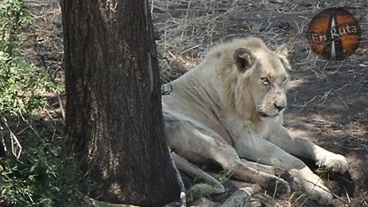 Kruger es el único lugar del mundo donde puedes ver (con mucha suerte) a un león blanco. Te lo mostramos, junto a otros machos nómadas y orgullos de Satara. 
miguelenruta.com/2020/12/Leones…
#safari #kruger #sudafrica #africa #nature