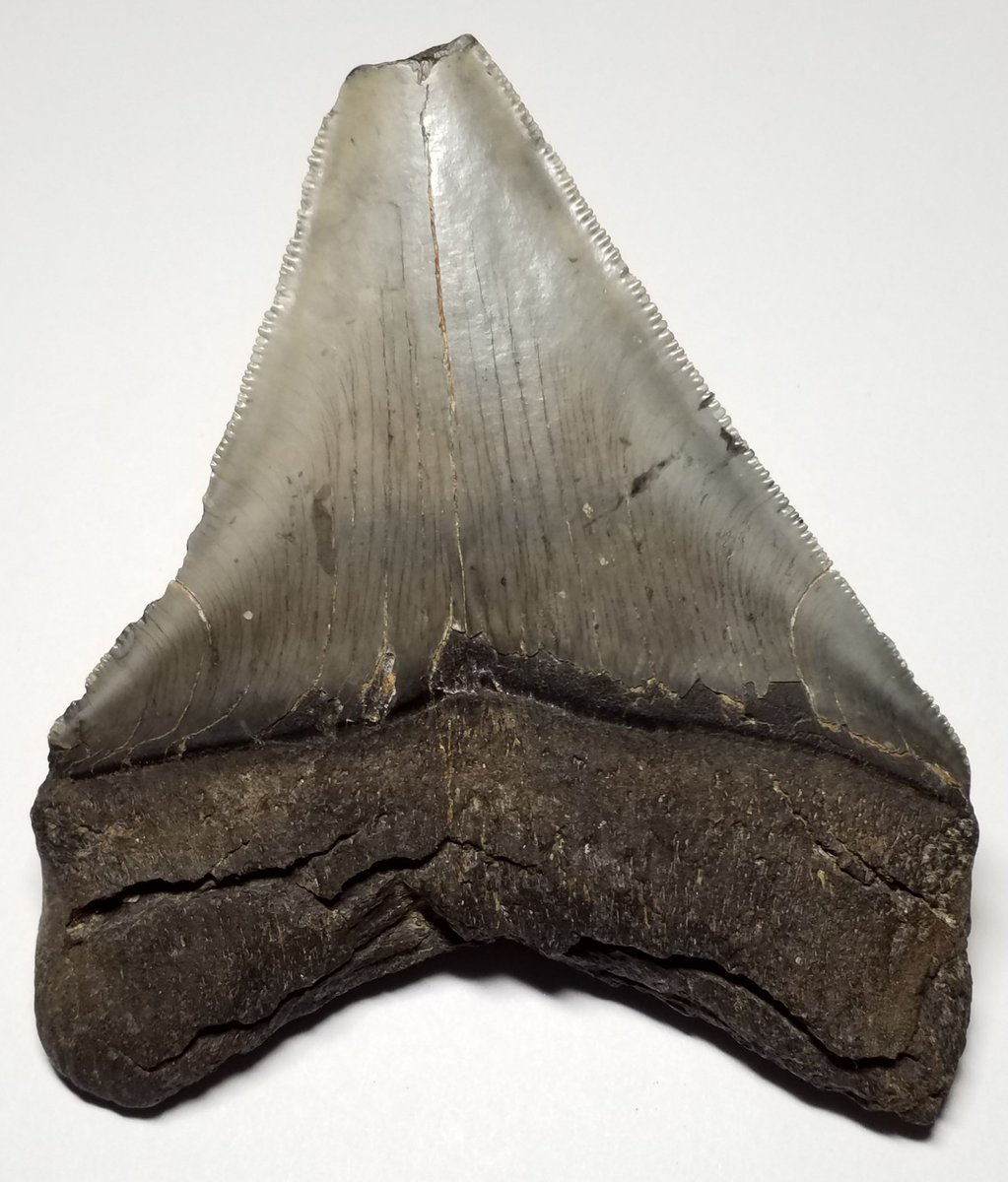 PinupStickers's tweet photo. #DiggersRelics #Prehistoric #Predator #Fossil #Megalodon #Shark #Tooth #FossilSharkTooth #Christmasgifts #stockingstuffers #ChristmasGiftIdeas #ChristmasIsComing
ππ BUY NOW ππ
π https://t.co/kfdkwCdjHD https://t.co/Bt9vRx78mX