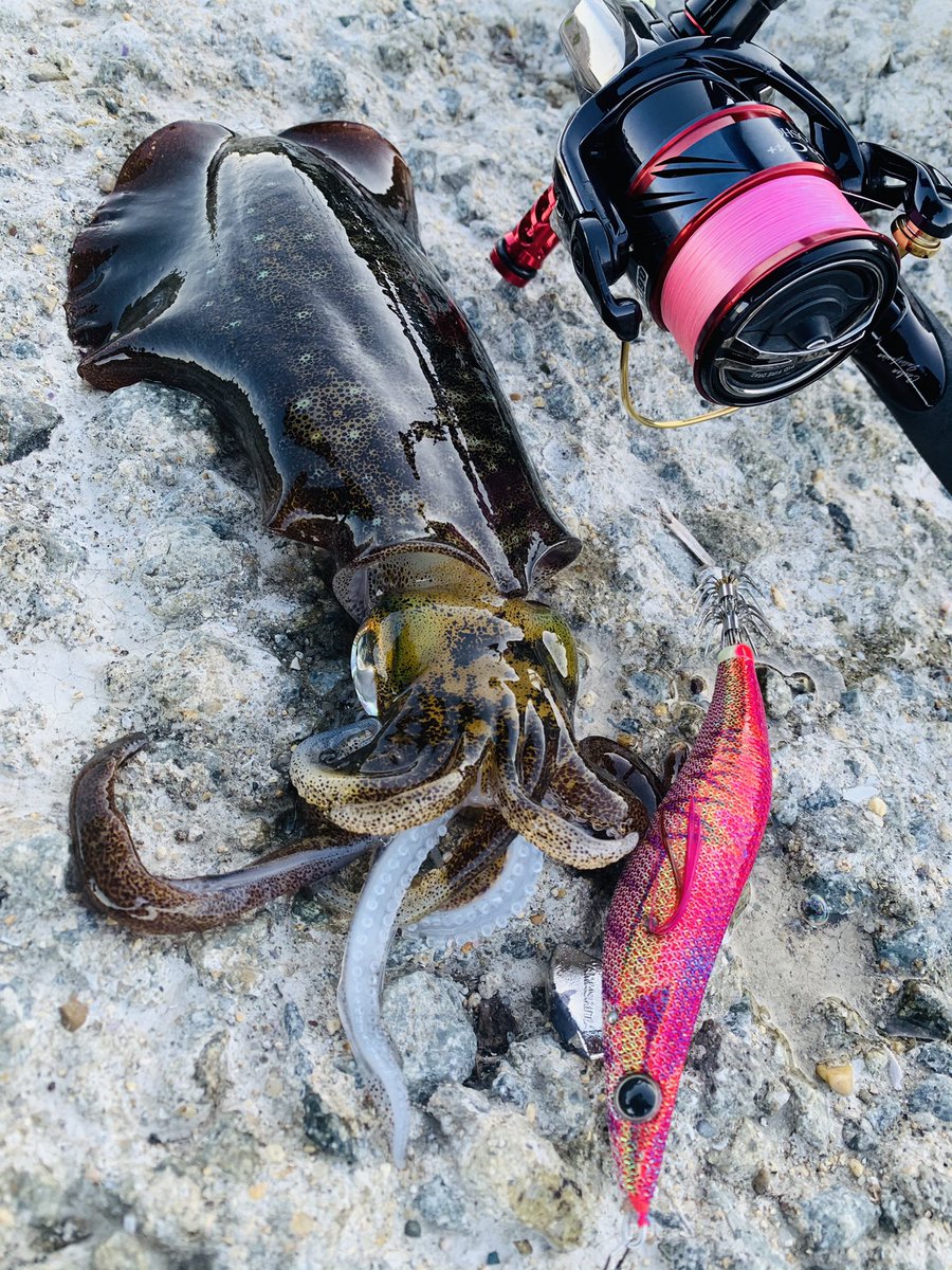 バルーンパフォーマーアキ Aki 12月イカ調査 家島諸島 アオリイカ は厳しいかな っと思いきや 居ますね もう12月よ コウイカ君はまだまだ元気 笑 6匹釣れました 相変わらずムチュ として可愛い アオリイカ コウイカ モンゴウイカ