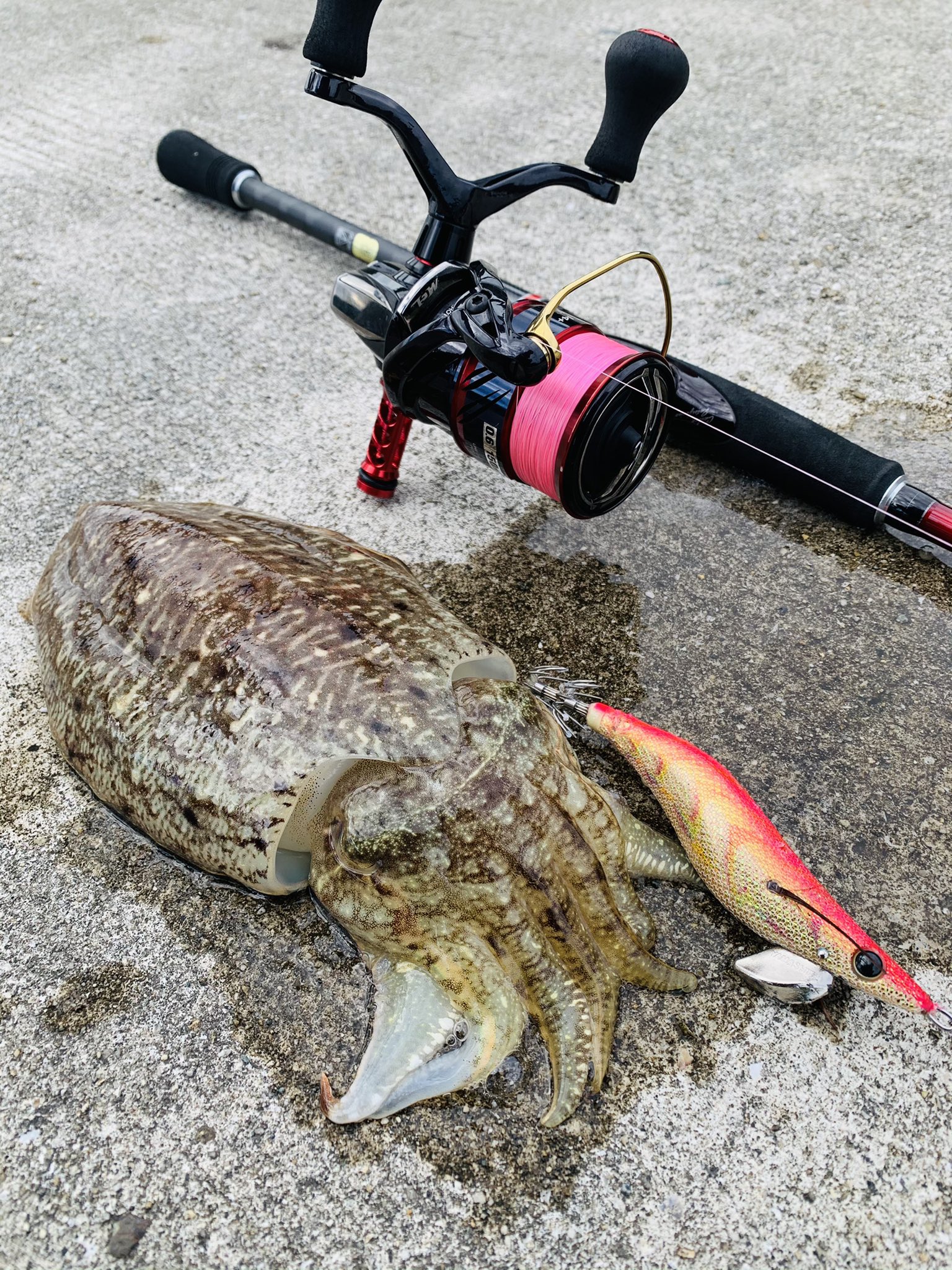 バルーンパフォーマーアキ Aki 12月イカ調査 家島諸島 アオリイカ は厳しいかな っと思いきや 居ますね もう12月よ コウイカ君はまだまだ元気 笑 6匹釣れました 相変わらずムチュ として可愛い アオリイカ コウイカ モンゴウイカ