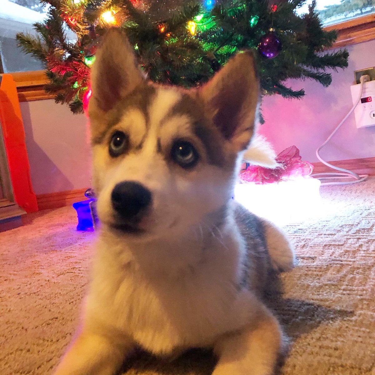 TogoDPomsky's tweet photo. My family decorated this weekend.  I played, ate, pooped, and slept. https://t.co/4GxmZDkshR
