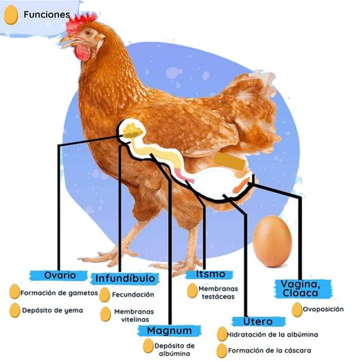 Residente histórico representante Luis ar Twitter: "⁣ La gallina produce un huevo cada 24-26horas,  independientemente de que estos sean o no fecundados por un gallo. De  hecho, en las granjas de producción de huevos solo