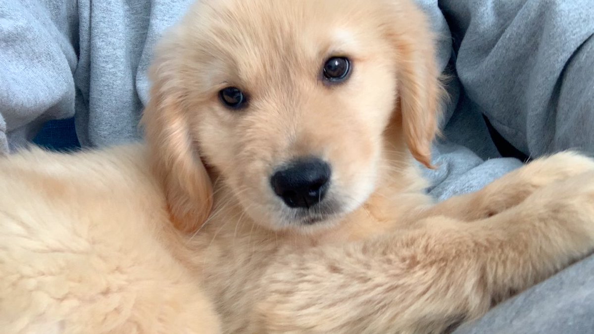 びすけ物語 ゴールデンレトリバー 東京都内在住一人暮らしが 大型犬 ゴールデンレトリバー を飼うときの心配事 T Co Mxhailcyxk Youtubeより ゴールデンレトリバー 犬 犬のいる暮らし Goldenretriever Dog Puppy 愛犬 T Co