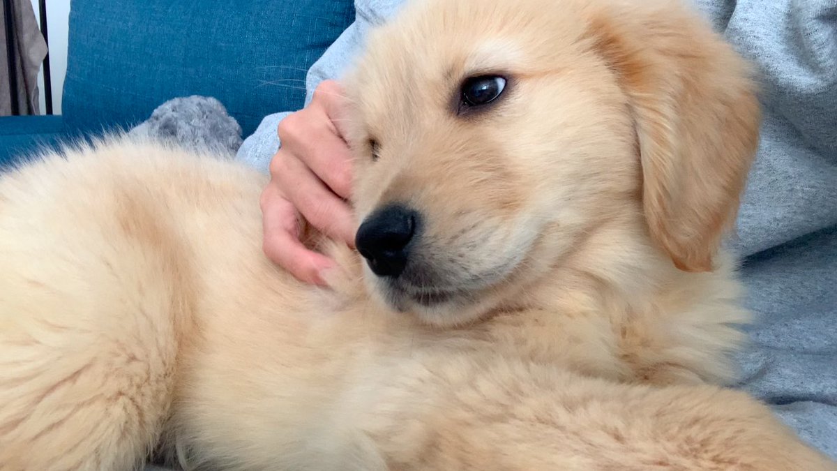 びすけ物語 ゴールデンレトリバー 東京都内在住一人暮らしが 大型犬 ゴールデンレトリバー を飼うときの心配事 T Co Mxhailcyxk Youtubeより ゴールデンレトリバー 犬 犬のいる暮らし Goldenretriever Dog Puppy 愛犬 T Co びすけ物語 ゴールデンレトリバー 東京都内在住一人暮らしが 大型犬 ゴールデンレトリバー を飼うときの心配事 T Co Mxhailcyxk Youtubeより ゴールデンレトリバー 犬 犬のいる暮らし Goldenretriever Dog Puppy 愛犬 T Co